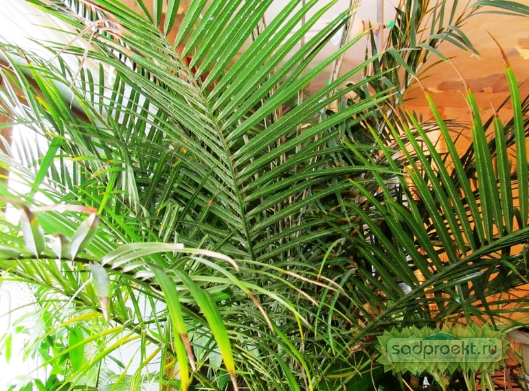 Финиковая пальма уход в домашних условиях