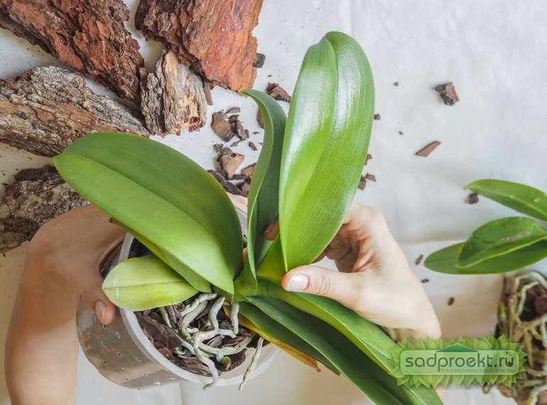Комнатная орхидея: правильный уход в домашних условиях