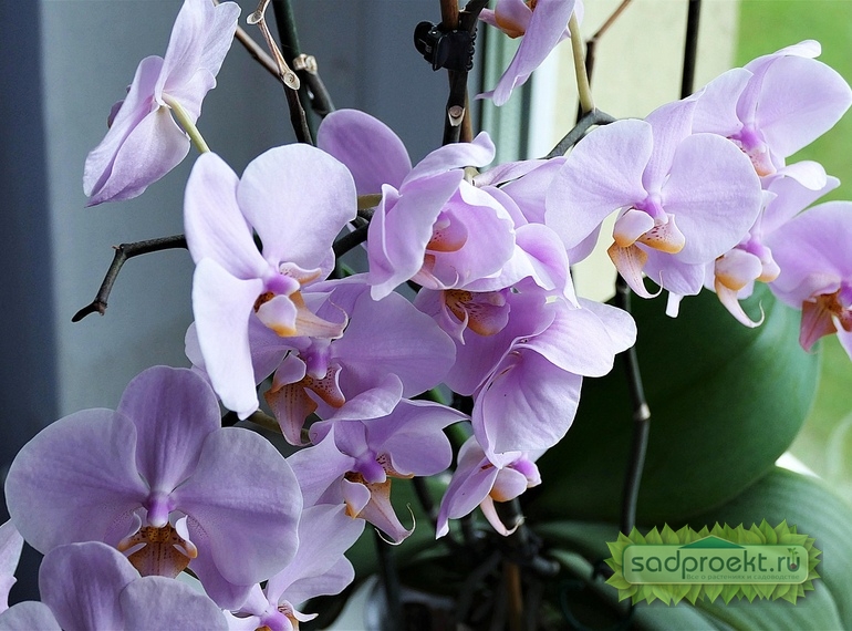 Размножение орхидей разными способами в домашних условиях.