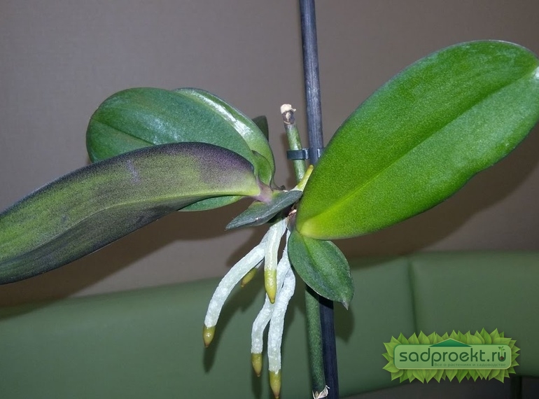 Орхидея фаленопсис: 5 правил ухода за цветком-бабочкой