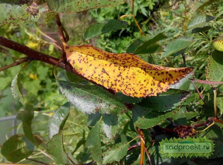 Коккомикоз вишни, черешни, сливы — описание и лечение